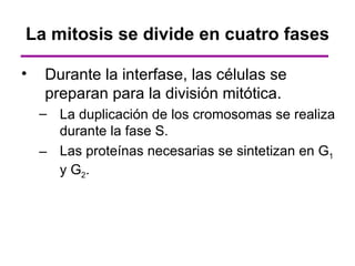 La mitosis se divide en cuatro fases

•   Durante la interfase, las células se
    preparan para la división mitótica.
    – La duplicación de los cromosomas se realiza
      durante la fase S.
    – Las proteínas necesarias se sintetizan en G1
      y G2.
 