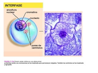 FIGURA 11-10a División celular mitótica en una célula animal
a) Interfase tardía Los cromosomas se han duplicado pero permanecen relajados. También los centriolos se han duplicado
y agrupado.
 