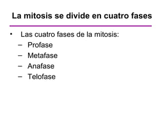 La mitosis se divide en cuatro fases

•    Las cuatro fases de la mitosis:
    – Profase
    – Metafase
    – Anafase
    – Telofase
 