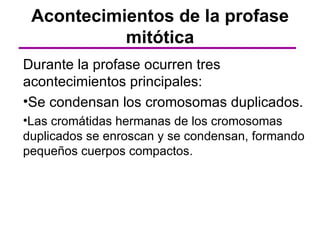 Acontecimientos de la profase
           mitótica
Durante la profase ocurren tres
acontecimientos principales:
•Se condensan los cromosomas duplicados.
•Las cromátidas hermanas de los cromosomas
duplicados se enroscan y se condensan, formando
pequeños cuerpos compactos.
 