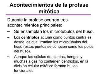 Acontecimientos de la profase
              mitótica
Durante la profase ocurren tres
acontecimientos principales:
– Se ensamblan los microtúbulos del huso.
–    Los centriolos actúan como puntos centrales
     desde los cual irradian los microtúbulos del
     huso (estos puntos se conocen como los polos
     del huso).
–    Aunque las células de plantas, hongos y
     muchas algas no contienen centriolos, en la
     división celular mitótica forman husos
     funcionales.
 