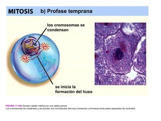 b) Profase temprana

                                       los cromosomas se
                                       condensan




                                               se inicia la
                                               formación del huso


FIGURA 11-10b División celular mitótica en una célula animal
Los cromosomas se condensan y se acortan; los microtúbulos del huso comienzan a formarse entre pares separados de centriolos.
 