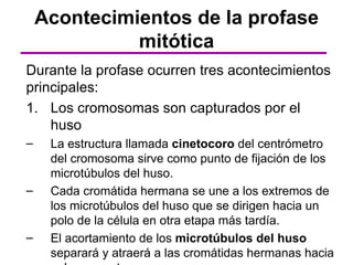 Acontecimientos de la profase
              mitótica
Durante la profase ocurren tres acontecimientos
principales:
1. Los cromosomas son capturados por el
    huso
–    La estructura llamada cinetocoro del centrómetro
     del cromosoma sirve como punto de fijación de los
     microtúbulos del huso.
–    Cada cromátida hermana se une a los extremos de
     los microtúbulos del huso que se dirigen hacia un
     polo de la célula en otra etapa más tardía.
–    El acortamiento de los microtúbulos del huso
     separará y atraerá a las cromátidas hermanas hacia
 
