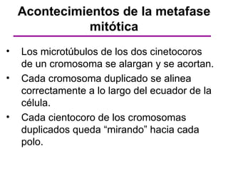 Acontecimientos de la metafase
               mitótica
•   Los microtúbulos de los dos cinetocoros
    de un cromosoma se alargan y se acortan.
•   Cada cromosoma duplicado se alinea
    correctamente a lo largo del ecuador de la
    célula.
•   Cada cientocoro de los cromosomas
    duplicados queda “mirando” hacia cada
    polo.
 