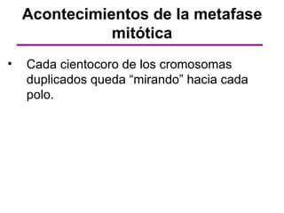 Acontecimientos de la metafase
               mitótica
•   Cada cientocoro de los cromosomas
    duplicados queda “mirando” hacia cada
    polo.
 