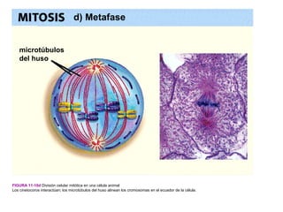 d) Metafase


    microtúbulos
    del huso




FIGURA 11-10d División celular mitótica en una célula animal
Los cinetocoros interactúan; los microtúbulos del huso alinean los cromosomas en el ecuador de la célula.
 