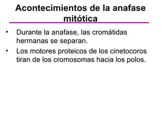 Acontecimientos de la anafase
              mitótica
•   Durante la anafase, las cromátidas
    hermanas se separan.
•   Los motores proteicos de los cinetocoros
    tiran de los cromosomas hacia los polos.
 