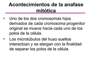 Acontecimientos de la anafase
              mitótica
•   Uno de los dos cromosomas hijos
    derivados de cada cromosoma progenitor
    original se mueve hacia cada uno de los
    polos de la célula.
•   Los microtúbulos del huso sueltos
    interactúan y se alargan con la finalidad
    de separar los polos de la célula.
 
