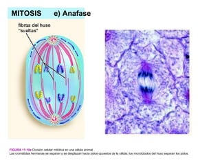 MITOSIS                       e) Anafase




FIGURA 11-10e División celular mitótica en una célula animal
Las cromátidas hermanas se separan y se desplazan hacia polos opuestos de la célula; los microtúbulos del huso separan los polos.
 