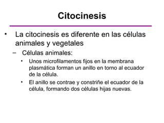 Citocinesis
•   La citocinesis es diferente en las células
    animales y vegetales
    – Células animales:
      •   Unos microfilamentos fijos en la membrana
          plasmática forman un anillo en torno al ecuador
          de la célula.
      •   El anillo se contrae y constriñe el ecuador de la
          célula, formando dos células hijas nuevas.
 