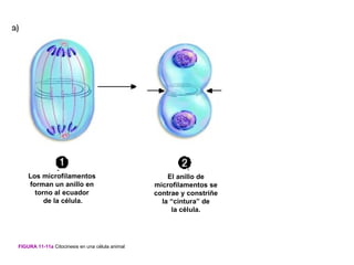 Los microfilamentos                              El anillo de
    forman un anillo en                          microfilamentos se
      torno al ecuador                           contrae y constriñe
         de la célula.                             la “cintura” de
                                                      la célula.




FIGURA 11-11a Citocinesis en una célula animal
 
