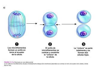 Los microfilamentos                                          El anillo de                                      La “cintura” se parte
     forman un anillo en                                      microfilamentos se                                       totalmente y se
       torno al ecuador                                       contrae y constriñe                                        forman dos
          de la célula.                                         la “cintura” de                                         células hijas.
                                                                   la célula.

FIGURA 11-11a Citocinesis en una célula animal
a) Un anillo de microfilamentos situado inmediatamente debajo de la membrana plasmática se contrae en torno al ecuador de la célula y divide
ésta en dos.
 