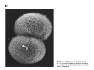 FIGURA 11-11b Citocinesis en una célula animal
b) Con microscopio electrónico de barrido se observa
que la citocinesis casi ha completado la separación de
las dos células hijas.
 