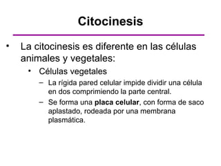 Citocinesis
•   La citocinesis es diferente en las células
    animales y vegetales:
     • Células vegetales
        – La rígida pared celular impide dividir una célula
          en dos comprimiendo la parte central.
        – Se forma una placa celular, con forma de saco
          aplastado, rodeada por una membrana
          plasmática.
 