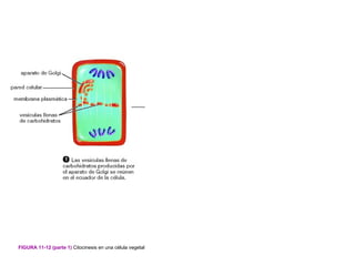 FIGURA 11-12 (parte 1) Citocinesis en una célula vegetal
 
