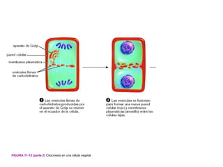 FIGURA 11-12 (parte 2) Citocinesis en una célula vegetal
 