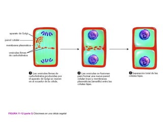 FIGURA 11-12 (parte 3) Citocinesis en una célula vegetal
 