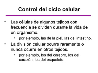 Control del ciclo celular

•   Las células de algunos tejidos con
    frecuencia se dividen durante la vida de
    un organismo.
     • por ejemplo, las de la piel, las del intestino.
•   La división celular ocurre raramente o
    nunca ocurre en otros tejidos.
     • por ejemplo, los del cerebro, los del
       corazón, los del esqueleto.
 