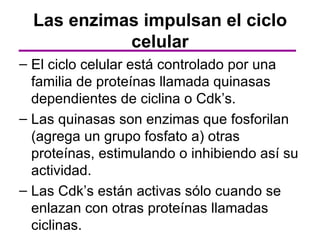 Las enzimas impulsan el ciclo
            celular
– El ciclo celular está controlado por una
  familia de proteínas llamada quinasas
  dependientes de ciclina o Cdk’s.
– Las quinasas son enzimas que fosforilan
  (agrega un grupo fosfato a) otras
  proteínas, estimulando o inhibiendo así su
  actividad.
– Las Cdk’s están activas sólo cuando se
  enlazan con otras proteínas llamadas
  ciclinas.
 