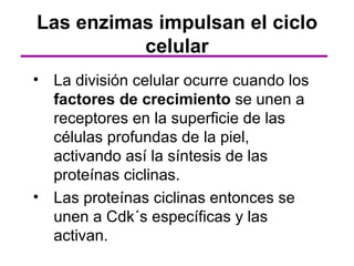 Las enzimas impulsan el ciclo
          celular
• La división celular ocurre cuando los
  factores de crecimiento se unen a
  receptores en la superficie de las
  células profundas de la piel,
  activando así la síntesis de las
  proteínas ciclinas.
• Las proteínas ciclinas entonces se
  unen a Cdk´s específicas y las
  activan.
 