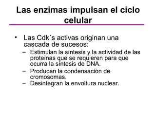Las enzimas impulsan el ciclo
          celular
• Las Cdk´s activas originan una
  cascada de sucesos:
  – Estimulan la síntesis y la actividad de las
    proteínas que se requieren para que
    ocurra la síntesis de DNA.
  – Producen la condensación de
    cromosomas.
  – Desintegran la envoltura nuclear.
 