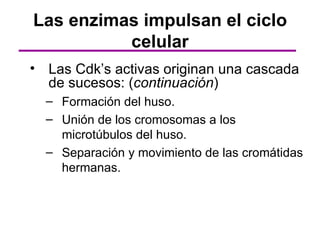 Las enzimas impulsan el ciclo
          celular
• Las Cdk’s activas originan una cascada
  de sucesos: (continuación)
  – Formación del huso.
  – Unión de los cromosomas a los
    microtúbulos del huso.
  – Separación y movimiento de las cromátidas
    hermanas.
 