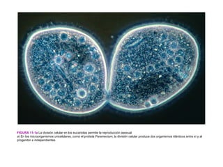 FIGURA 11-1a La división celular en los eucariotas permite la reproducción asexual
a) En los microorganismos unicelulares, como el protista Paramecium, la división celular produce dos organismos idénticos entre sí y al
progenitor e independientes.
 
