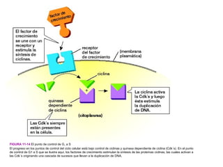 FIGURA 11-14 El punto de control de G1 a S
El progreso en los puntos de control del ciclo celular está bajo control de ciclinas y quinasa dependiente de ciclina (Cdk´s). En el punto
de control de G1 a S que se ilustra aquí, los factores de crecimiento estimulan la síntesis de las proteínas ciclinas, las cuales activan a
las Cdk´s originando una cascada de sucesos que llevan a la duplicación de DNA.
 
