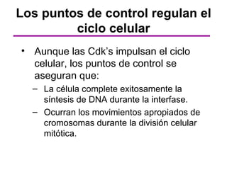Los puntos de control regulan el
         ciclo celular
• Aunque las Cdk’s impulsan el ciclo
  celular, los puntos de control se
  aseguran que:
  – La célula complete exitosamente la
    síntesis de DNA durante la interfase.
  – Ocurran los movimientos apropiados de
    cromosomas durante la división celular
    mitótica.
 