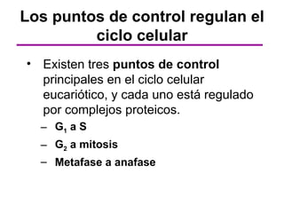 Los puntos de control regulan el
         ciclo celular
• Existen tres puntos de control
  principales en el ciclo celular
  eucariótico, y cada uno está regulado
  por complejos proteicos.
  – G1 a S
  – G2 a mitosis
  – Metafase a anafase
 
