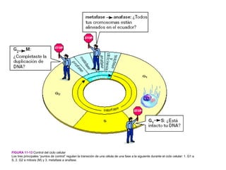 FIGURA 11-13 Control del ciclo celular
Los tres principales “puntos de control” regulan la transición de una célula de una fase a la siguiente durante el ciclo celular: 1. G1 a
S, 2. G2 a mitosis (M) y 3. metafase a anafase.
 