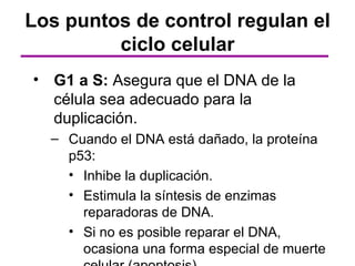 Los puntos de control regulan el
         ciclo celular
• G1 a S: Asegura que el DNA de la
  célula sea adecuado para la
  duplicación.
  – Cuando el DNA está dañado, la proteína
    p53:
    • Inhibe la duplicación.
    • Estimula la síntesis de enzimas
      reparadoras de DNA.
    • Si no es posible reparar el DNA,
      ocasiona una forma especial de muerte
 