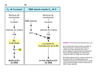 FIGURA 11-15 Control de la transición de G1 a S

a) La proteína Rb inhibe la síntesis de DNA. Al
final de la fase G1 aumentan los niveles de
ciclinas, los cuales activan la Cdk´s que, a
la vez, agrega un grupo fosfato a la proteína Rb.
Por lo que la Rb fosforilada no inhibe más la
síntesis de DNA y la célula entra a la fase S.

b) El DNA dañado estimula niveles crecientes de
la proteína p53, la cual desencadena una
cascada de eventos que inhiben la Cdk´s-ciclinas
y así se evita la entrada a la fase S hasta que el
DNA se haya reparado.
 