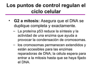 Los puntos de control regulan el
         ciclo celular
• G2 a mitosis: Asegura que el DNA se
  duplique completa y exactamente.
  – La proteína p53 reduce la síntesis y la
    actividad de una enzima que ayuda a
    provocar la condensación de cromosomas.
  – los cromosomas permanecen extendidos y
    están accesibles para las enzimas
    reparadoras de DNA; la célula espera para
    entrar a la mitosis hasta que se haya fijado
    el DNA.
 
