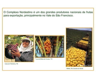 O Complexo Nordestino é um dos grandes produtores nacionais de frutas
para exportação, principalmente no Vale do São Francisco.

Tucumã,Mata de Cocais, TO

Uvas em Petrolina, PE

Melão, Rio Grande do Norte

 