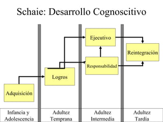 Schaie: Desarrollo Cognoscitivo Infancia y  Adolescencia Adultez Temprana Adultez Intermedia Adultez Tardía Adquisición Logros Responsabilidad Ejecutivo Reintegración 