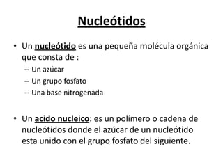 Nucleótidos
• Un nucleótido es una pequeña molécula orgánica
  que consta de :
  – Un azúcar
  – Un grupo fosfato
  – Una base nitrogenada


• Un acido nucleico: es un polímero o cadena de
  nucleótidos donde el azúcar de un nucleótido
  esta unido con el grupo fosfato del siguiente.
 
