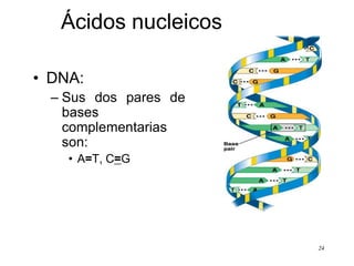 Ácidos nucleicos

• DNA:
  – Sus dos pares de
    bases
    complementarias
    son:
    • A=T, C=G




                       24
 