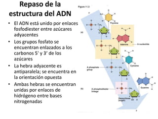Repaso de la
estructura del ADN
• El ADN está unido por enlaces
  fosfodiester entre azúcares
  adyacentes
• Los grupos fosfato se
  encuentran enlazados a los
  carbonos 5' y 3‘ de los
  azúcares
• La hebra adyacente es
  antiparalela; se encuentra en
  la orientación opuesta
• Ambas hebras se encuentran
  unidas por enlaces de
  hidrógeno entre bases
  nitrogenadas
 