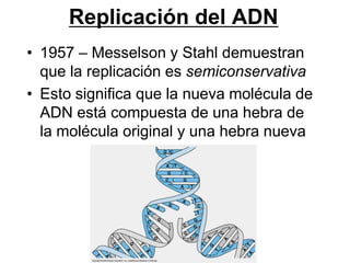 Replicación del ADN
• 1957 – Messelson y Stahl demuestran
  que la replicación es semiconservativa
• Esto significa que la nueva molécula de
  ADN está compuesta de una hebra de
  la molécula original y una hebra nueva
 