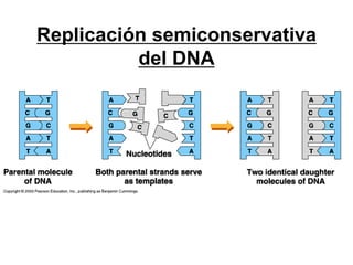 Replicación semiconservativa
          del DNA
 
