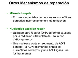 Otros Mecanismos de reparación

• Mismatch repair
  • Enzimas especiales reconocen los nucleótidos
    pareados incorrectamente y los remueven

• Nucleotide excision repair
  • Utilizado para reparar (DNA deforme) causado
    por la radiación ultravioleta del sol o por
    daños químicos
  • Una nucleasa corta el segmento de ADN
    dañado; la ADN polimerasa añade los
    nucleótidos correctos y una AND ligasa une
    los fragmentos
 
