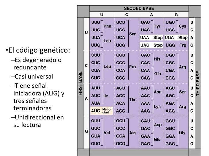 O Que Significa Dizer Que O Código Genético é Degenerado