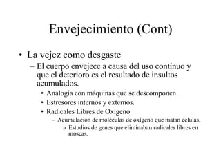 Envejecimiento (Cont) La vejez como desgaste El cuerpo envejece a causa del uso contínuo y que el deterioro es el resultado de insultos acumulados. Analogía con máquinas que se descomponen. Estresores internos y externos. Radicales Libres de Oxígeno Acumulación de moléculas de oxígeno que matan células. Estudios de genes que eliminaban radicales libres en moscas. 