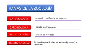 ENTOMOLOGÍA
RAMAS DE LA ZOOLOGÍA
CARCINOLOGÍA
MALACOLOGÍA
HELMINTOLOGÍA
el estudio científico de los insectos.
estudia los crustáceos
estudia los moluscos
la ciencia que estudia a los vermes (gusanos) o
helmintos
 