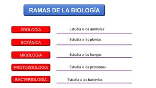 RAMAS DE LA BIOLOGÍA
ZOOLOGÍA
BOTÁNICA
MICOLOGIA
PROTOZOOLOGIA
BACTERIOLOGÍA
Estudia a los protozoos
Estudia a las plantas
Estudia a los hongos
Estudia a los animales
Estudia a las bacterias
 