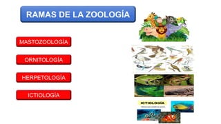 MASTOZOOLOGÍA
RAMAS DE LA ZOOLOGÍA
ORNITOLOGÍA
HERPETOLOGÍA
ICTIOLOGÍA
 