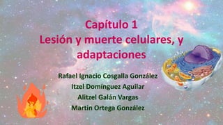Capítulo 1
Lesión y muerte celulares, y
adaptaciones
Rafael Ignacio Cosgalla González
Itzel Domínguez Aguilar
Alitzel Galán Vargas
Martin Ortega González
 