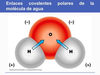 Enlaces covalentes polares de la
molécula de agua
 