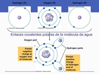 Partial
negative
charge at
oxygen end
of molecule
Partial
positive
charge
at hydrogen
end of
molecule
Hydrogen (H) Oxygen (O) Hydrogen (H)
Oxygen part
Hydrogen parts
–
–
Enlaces covalentes polares de la molécula de agua
 